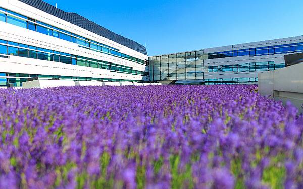 Gebäude der FH Campus Wien mit Lavendelfeld